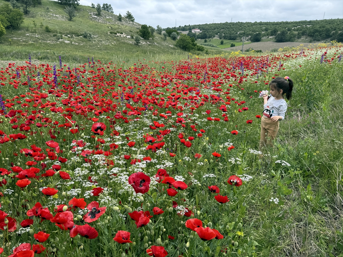 Yozgat ve Tokat'ta bahar devam ediyor
