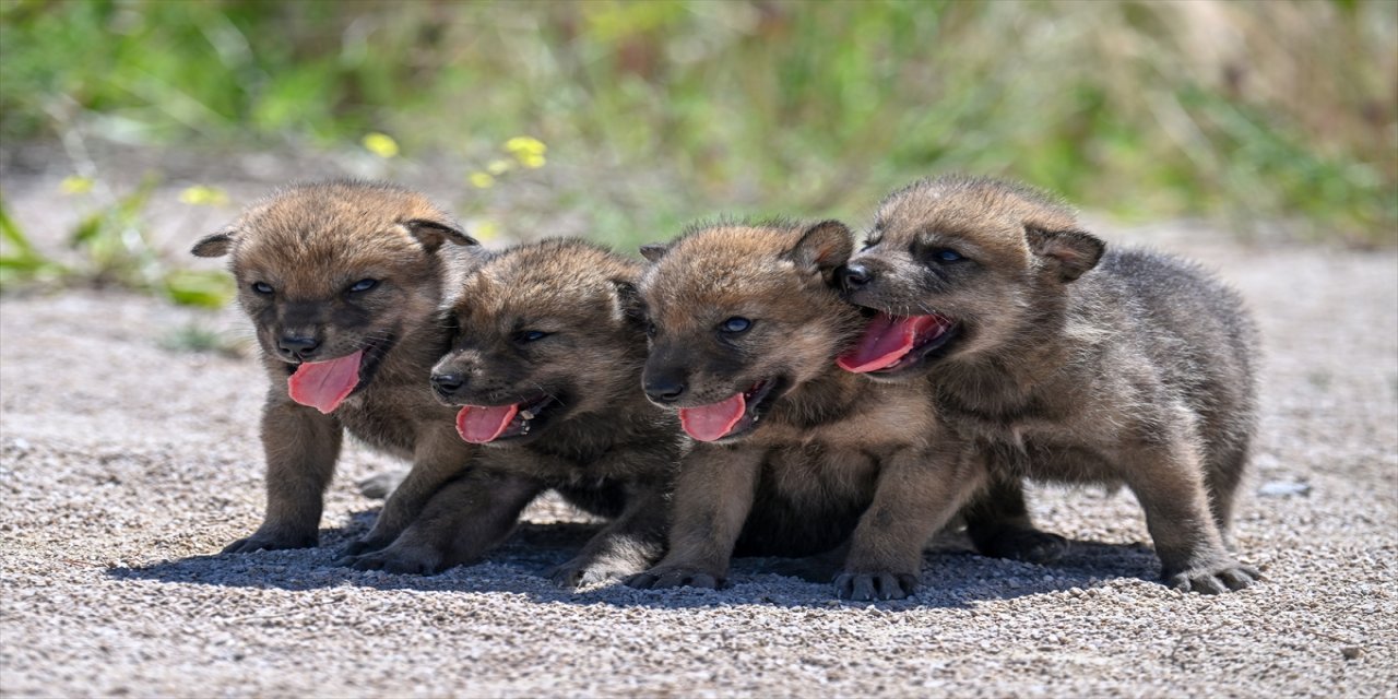 Hakkari'de koruma altına alınan 4 kurt yavrusu, görevliler tarafından biberonla besleniyor.