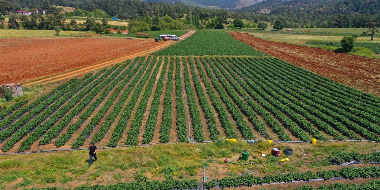 "Çilek bahçesi kurulduktan sonra daha önce Osmaniye ve diğer çevre illere sürekli göç edenler tekrar geri döndü"