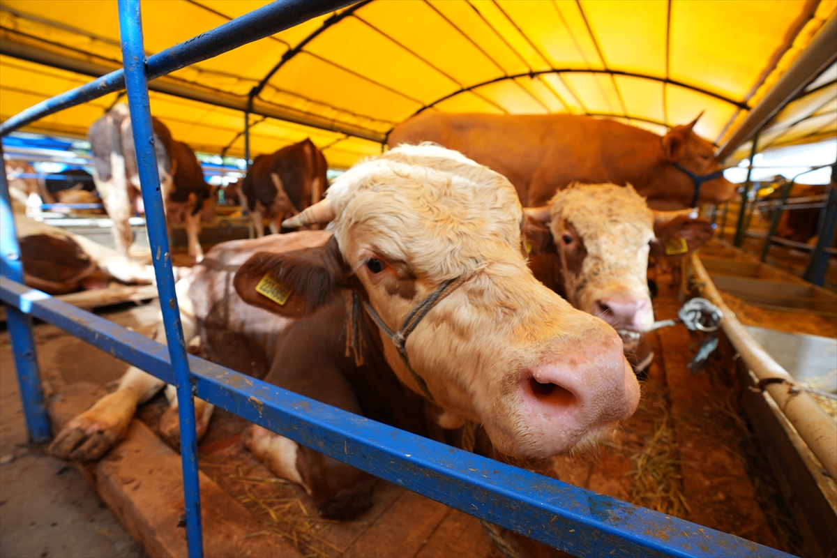 Alibeyköy kurban pazarında kurbanlıklar alıcılarını bekliyor
