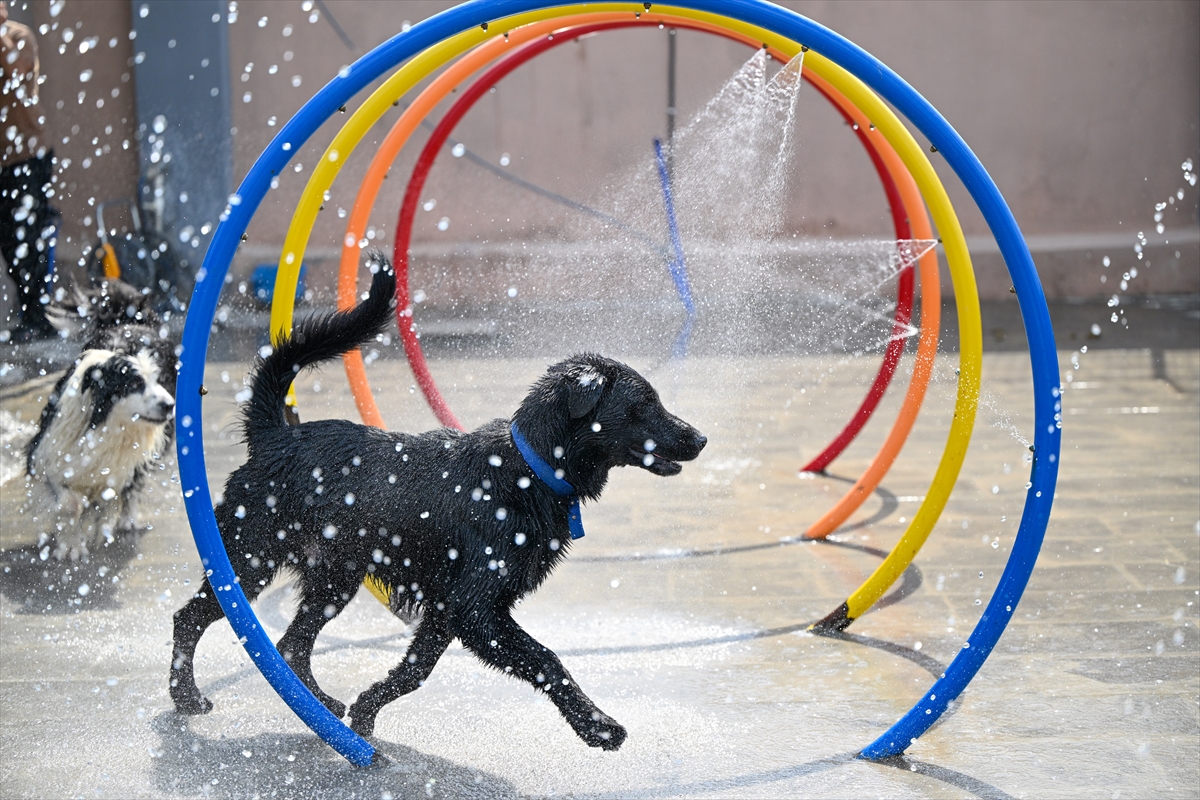 Gaziantep'teki evcil hayvan oteli bayramda tam kapasite çalışacak