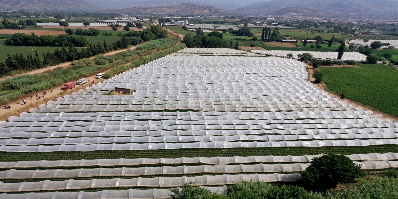 "Dışarısı 35 derece ise seranın içi 45 derece oluyor. Hiç dayanılmıyor. Bazen baygınlık bile geçirenler oluyor."