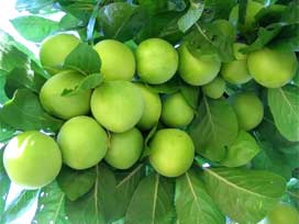 Edirne'de erik fiyatı altını geçti!