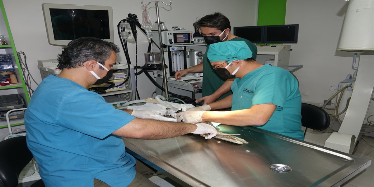 "Vatandaşlarımız tüm yaban hayvanlarını hastanemize gönül rahatlığıyla getirebilir."