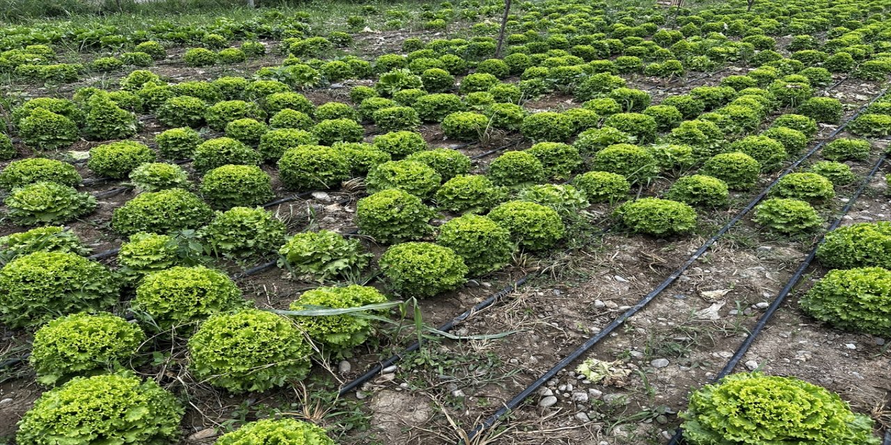"Özellikle yakın illerimizden Kars, Ağrı ve Van’ın marul ihtiyacı da şehrimizden karşılanıyor"