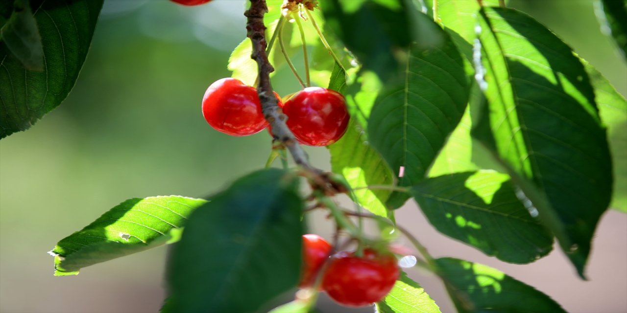 "Akşam soğuk, sabahta sıcak olduğunda kiraz çatlıyor."