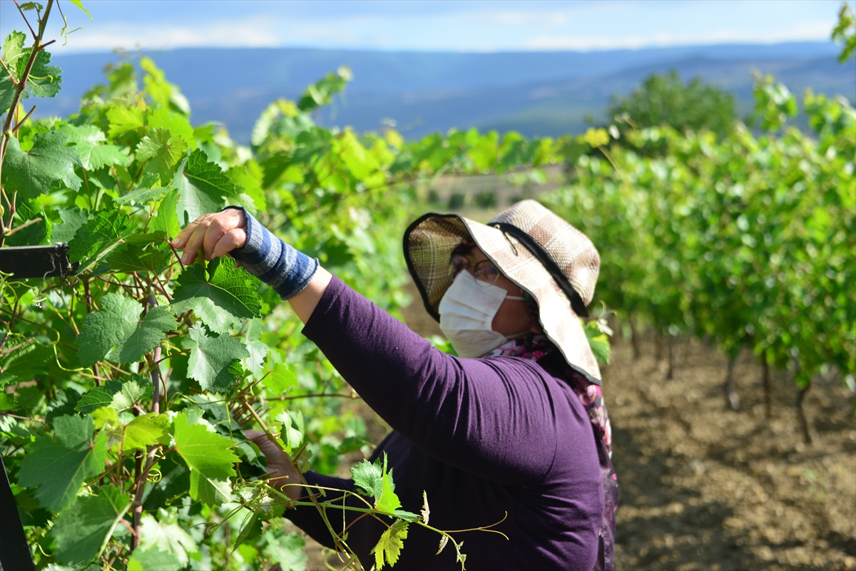 Erbaa bağ yaprağında 15 bin ton rekolte bekleniyor
