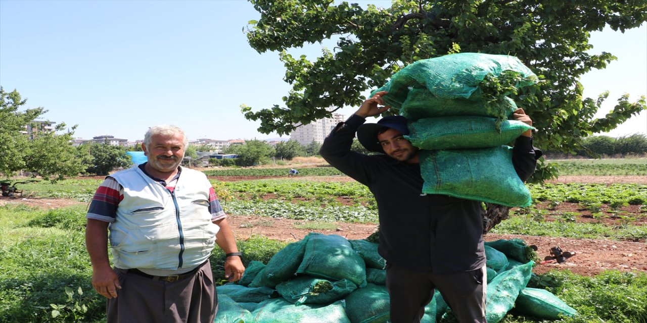 Kilis'te çiftçiler ve tarım işçileri, sıcak havalarda üretimi sürdürüyor.