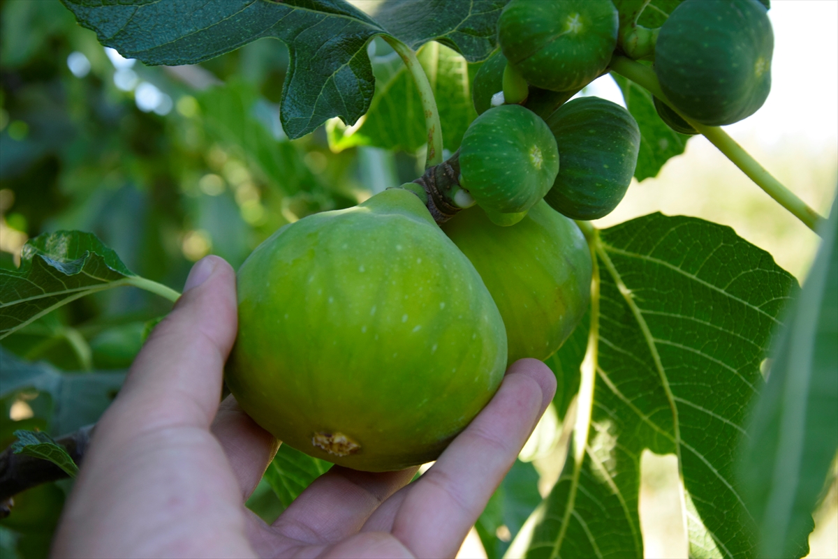 Yediveren incirinin hasadı başladı