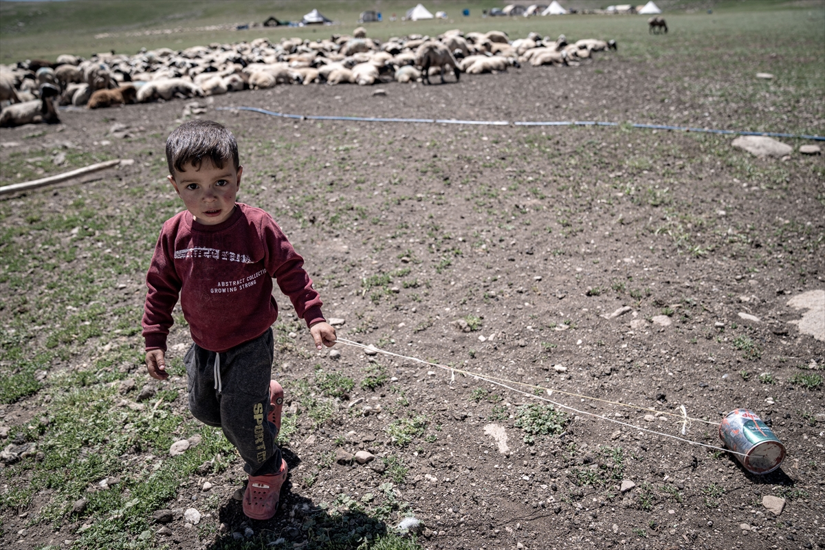 Erzurum yaylaları 500'ün üzerinde göçer aile ile 70 bin küçükbaşı ağırlıyor