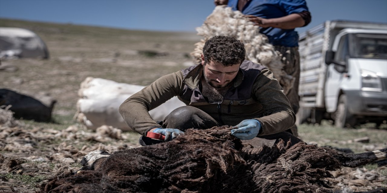 "Günde ortalama 200-250 hayvanı 10-15 kişi kırkıyoruz. Yaylada kim varsa yardıma geliyor ve birlikte yapıyoruz"