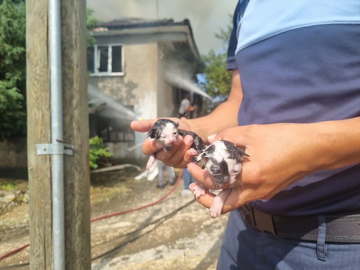 Düzce'de yangın çıkan evde mahsur kalan kedi yavruları kurtarıldı