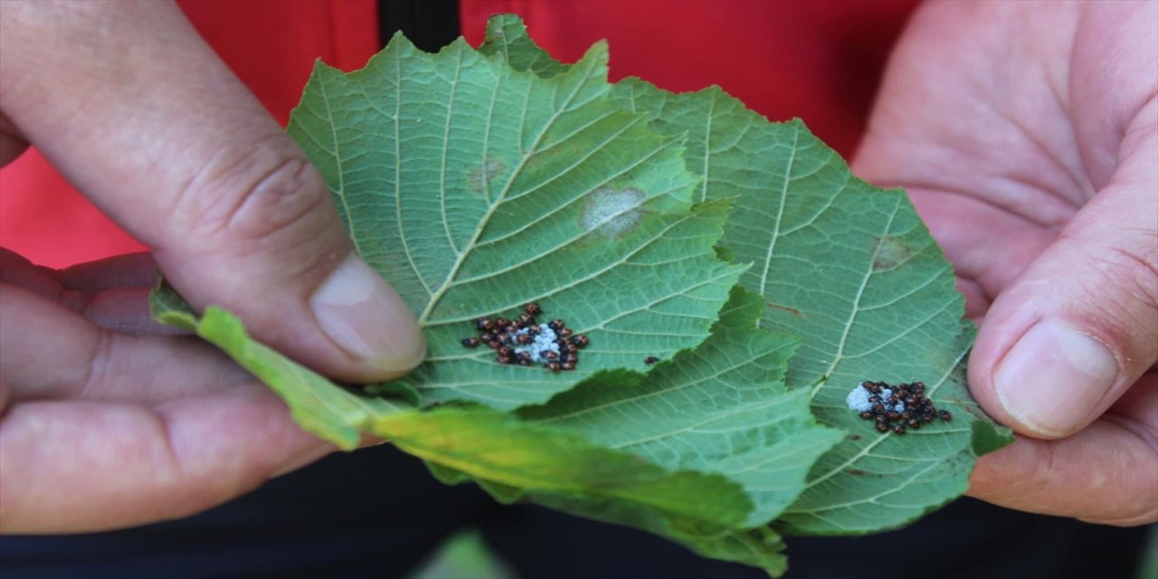 Ordu'da kahverengi kokarcayla mücadele kapsamında doğaya bırakılan samuray arılarının, zararlıya karşı etkili olduğu bildirildi.