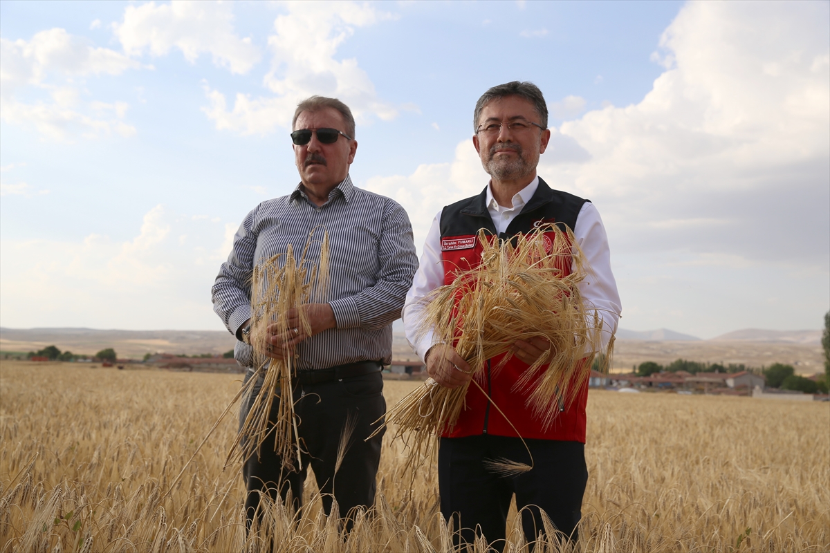 Eskişehir'de arpa hasadı