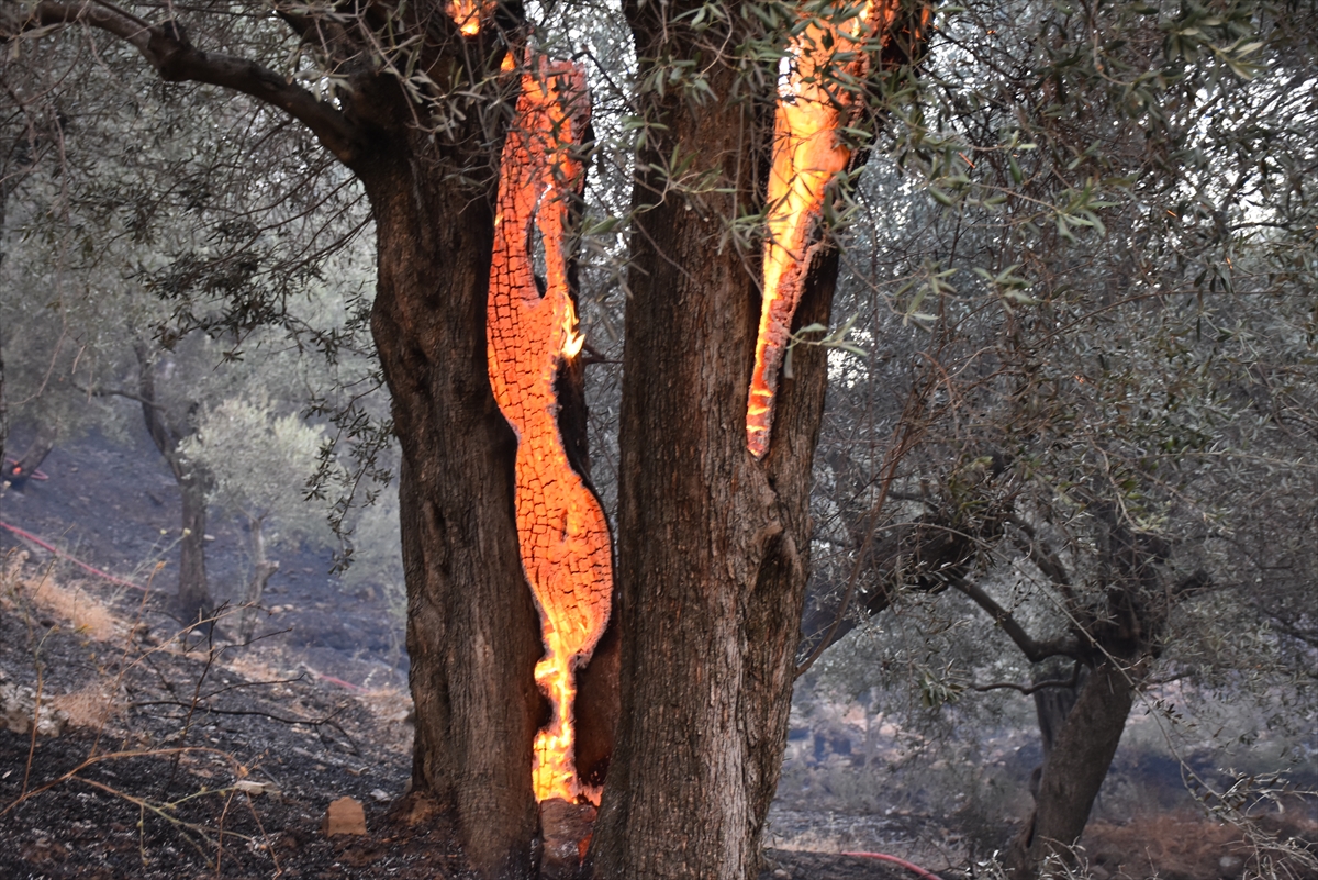 Aydın'da zeytinlik ve ormanlık alanda çıkan yangın kontrol altına alındı