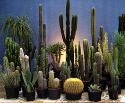 Kaktüs radyasyonu önler mi?