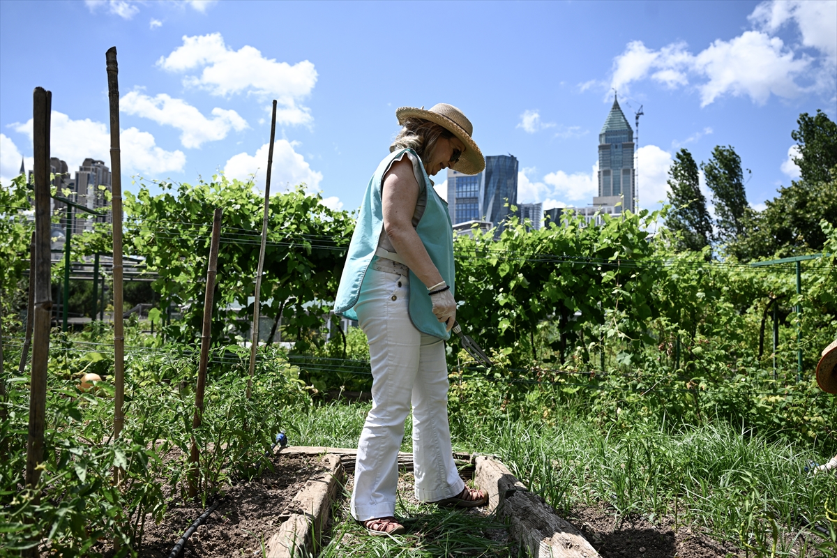 Şehrin stresinden uzaklaşmak isteyenler "kent bahçeciliği"ne yöneliyor