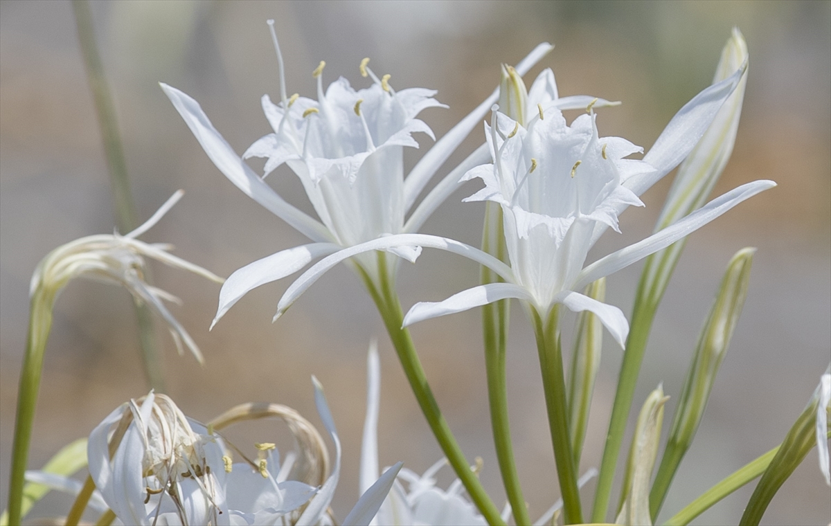 Kum zambakları Sakarya sahillerini süslüyor