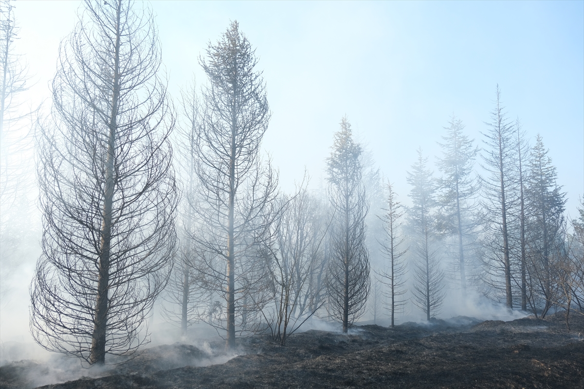Kırklareli'nde koruda çıkan yangın kontrol altına alındı