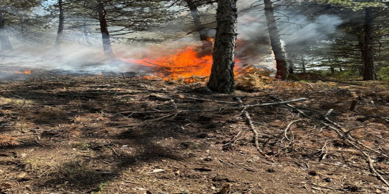 Çorum'un Dodurga ilçesinde çıkan yangında 2 dekar orman arazisi zarar gördü.