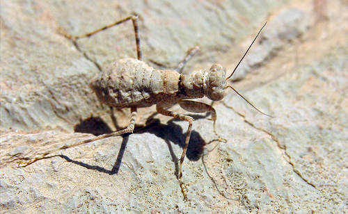 Kene avcısı böcekler devrede