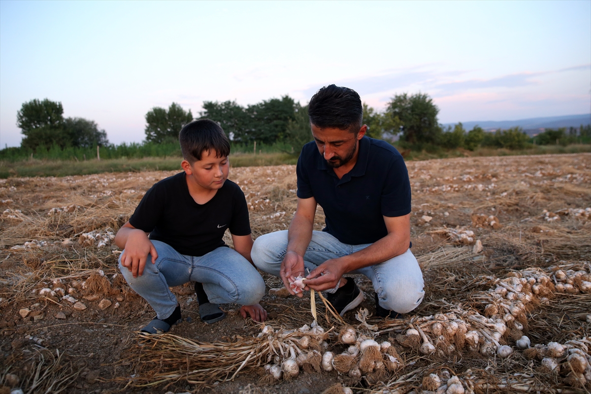 Sarımsağı altın gibi koruyorlar