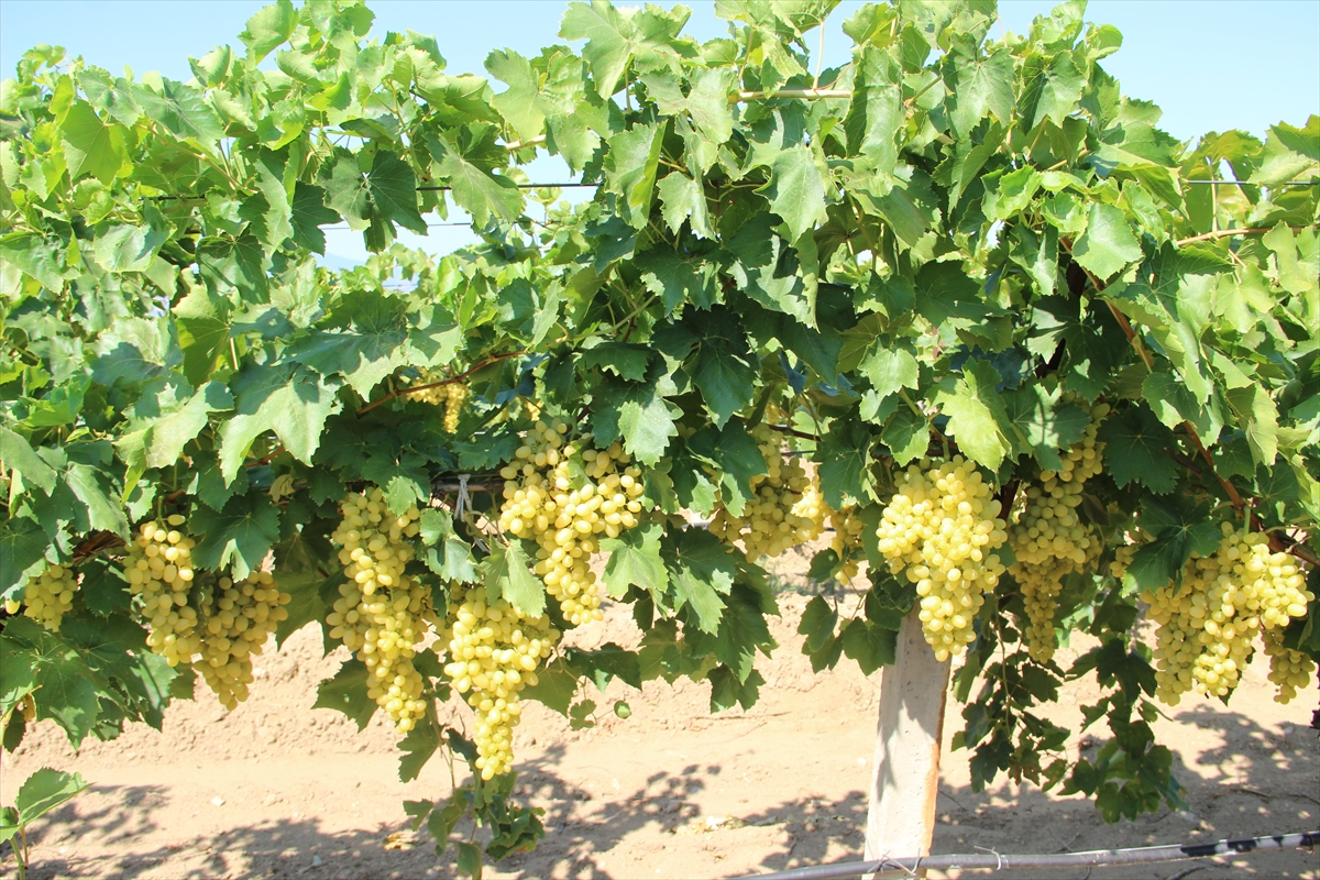 Sultani çekirdeksiz sofralık üzümde ihracat 25 Temmuz'da başlayacak