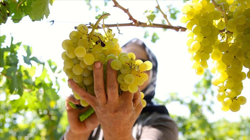 Sofralık çekirdeksiz üzümde hasat aşırı sıcaklar nedeniyle erken başladı