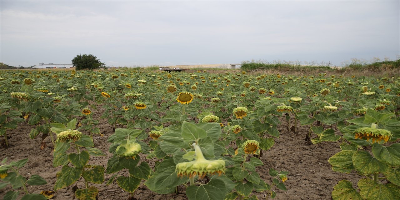 Edirne'de, Valilik öncülüğünde başlatılan çalışmayla çerezlik ayçiçeği üretiminin artırılması hedefleniyor.