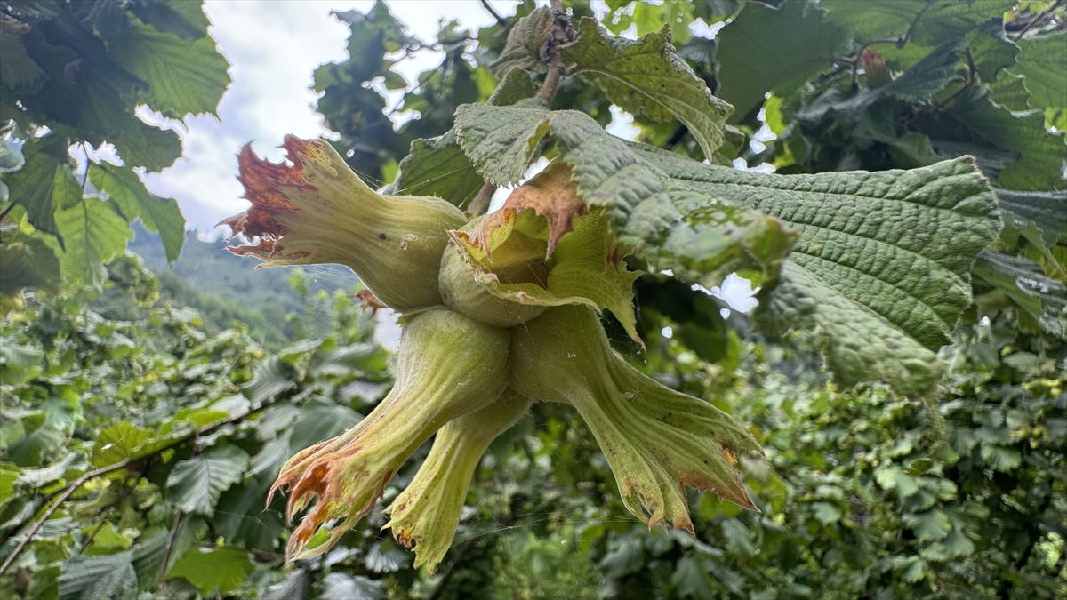 "Fındığı daldan değil yerden toplayın"