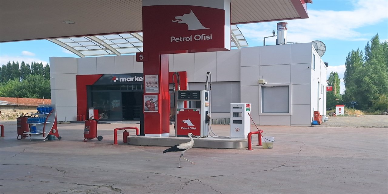 Sivas'ın Hafik ilçesinde bir leylek yavrusu uçamadığı için yakınındaki akaryakıt istasyonuna sığındı.