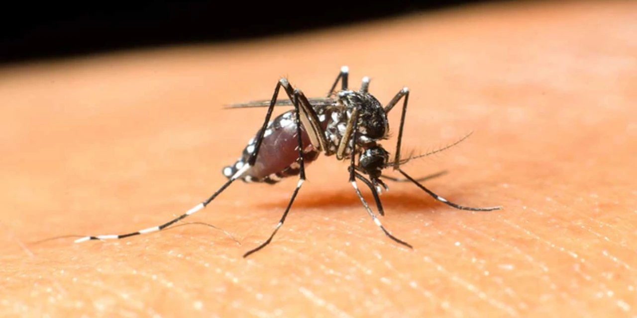 İsrail'de haziran ayından bu yana Batı Nil virüsü tespit edilen kişi sayısı 738'e yükseldi.