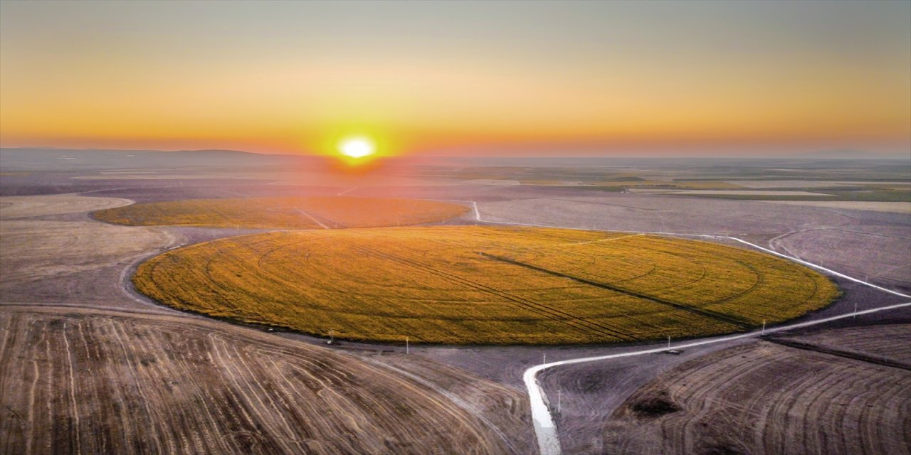 "Tarlalar çiçek açtı, renk cümbüşü oluştu. Yağlık ayçiçeğinde dekarında 500 kilogram rekolte bekliyoruz"