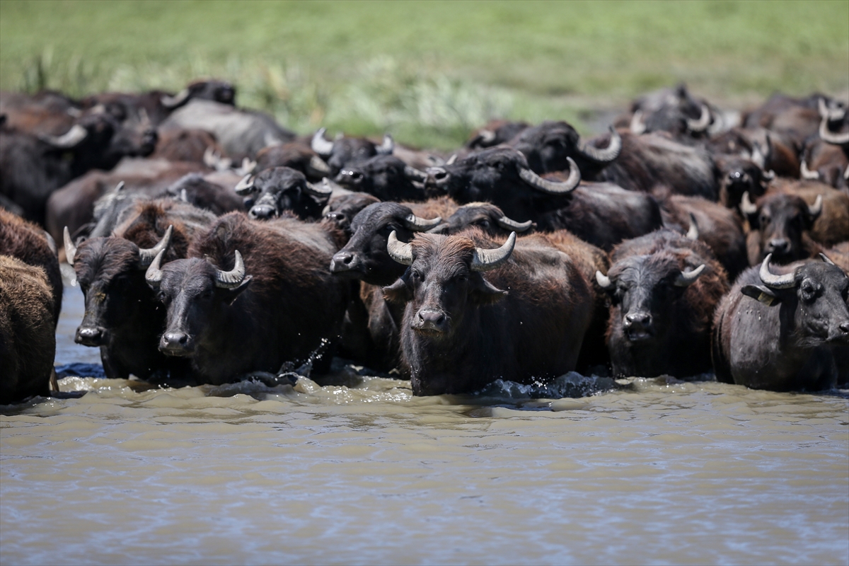 Afrika savanaları değil Mustafakemalpaşa