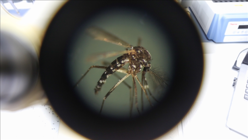 Gana'da dang humması vaka sayısı 100'e yükseldi