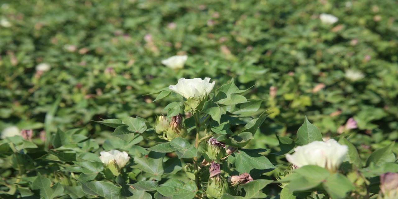 "Suyu iyi veremezsek pamukta stres meydana gelir"