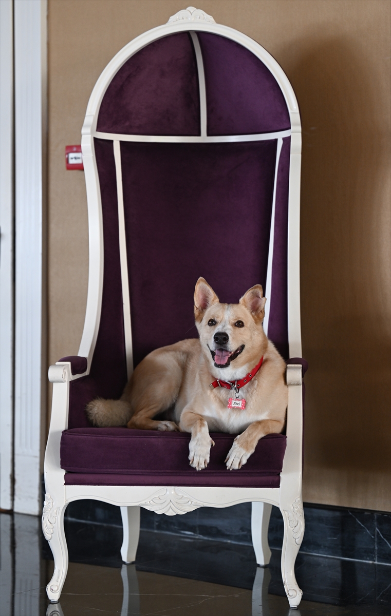 Beş yıldızlı otelde bakılan köpek "Siri"yi çocuklara tanıtmak için boyama kitabı hazırlandı