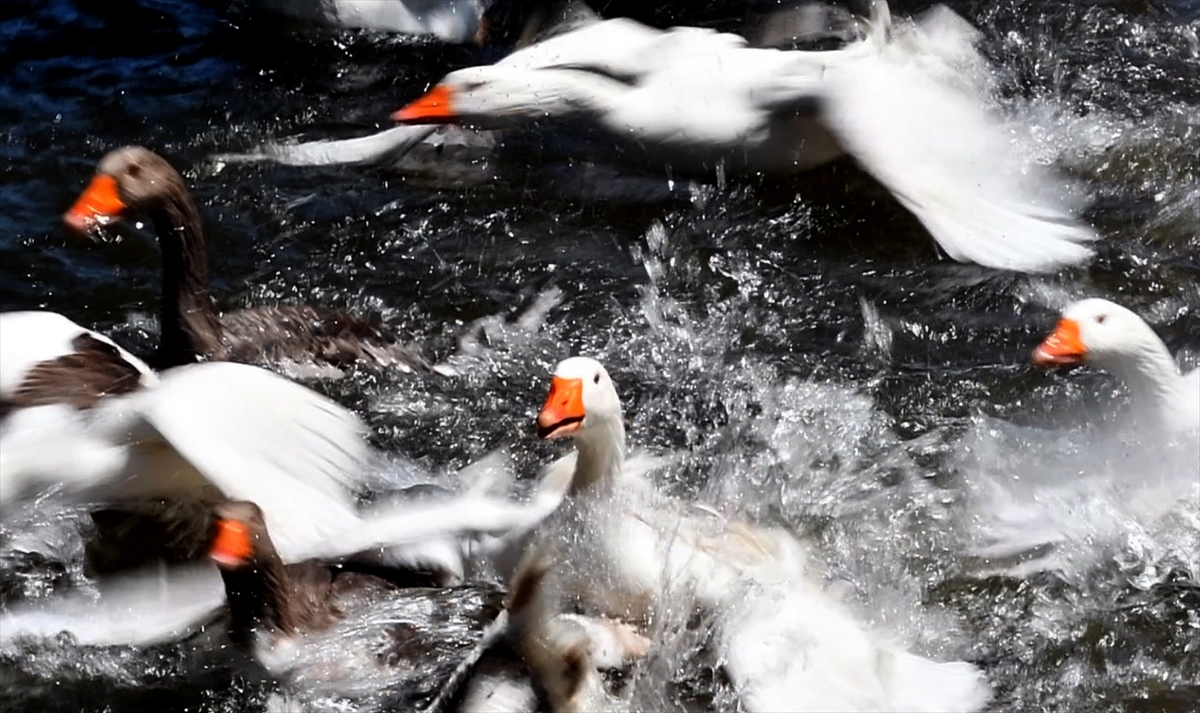 Kars'ta kazlar yaz sıcaklarında serin suyla buluşturuluyor