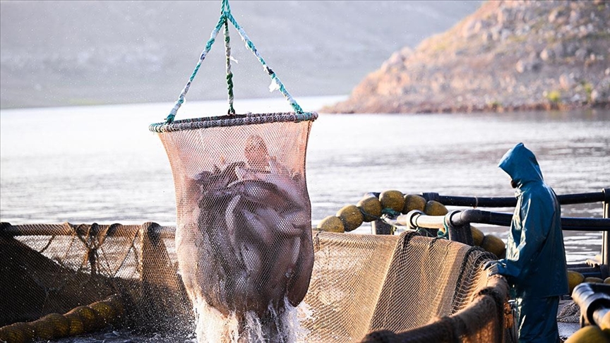 Doğu Karadeniz'in Türk somonu ihracatı yüzde 3 arttı