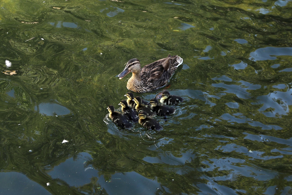 Başkentin simgelerinden Kuğulu Park'ta 8 ördek yavrusu suyla buluştu