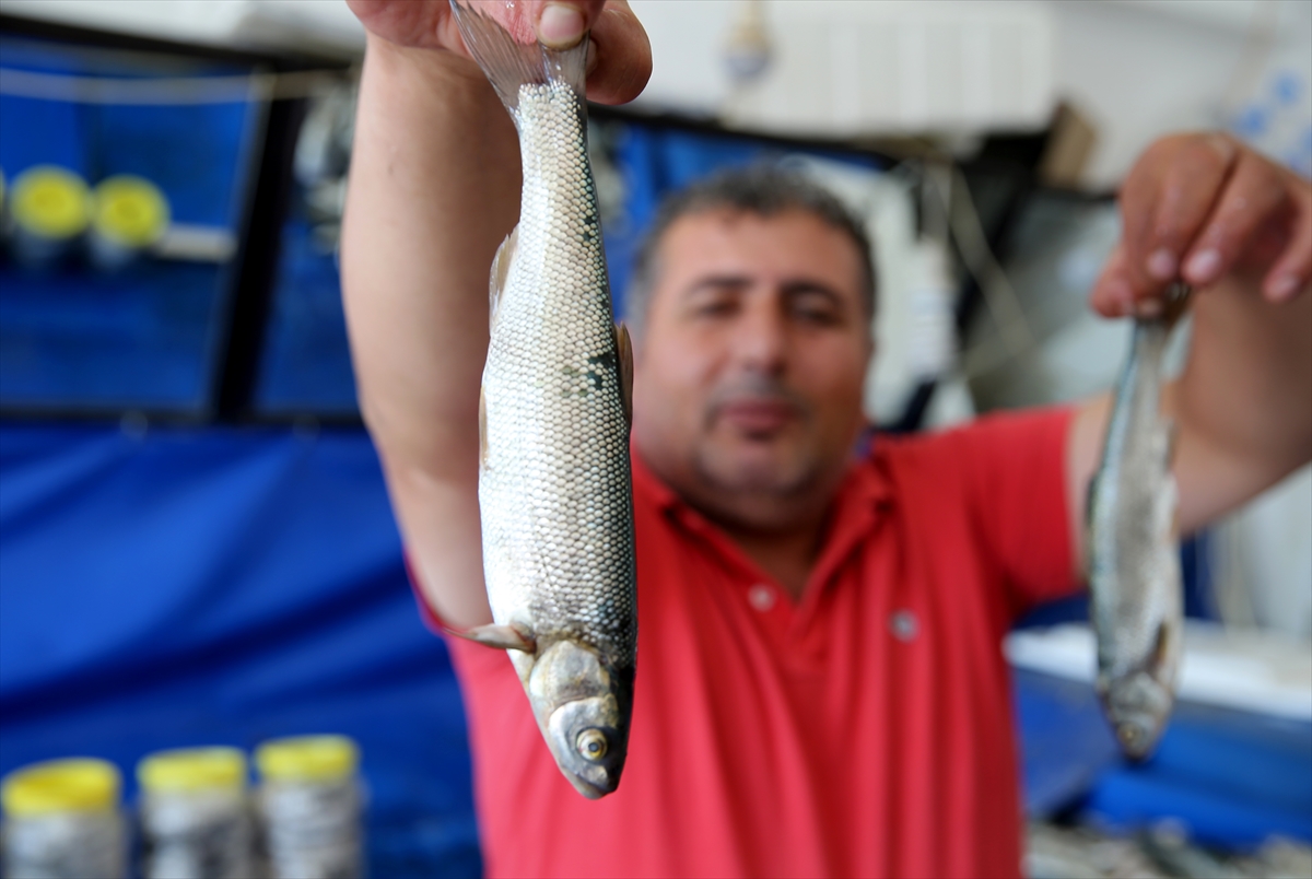Van Gölü'nde yaşayan inci kefalinin konservesi yapıldı