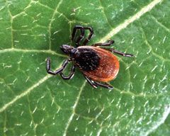 Kene (KKKA) yine can aldı