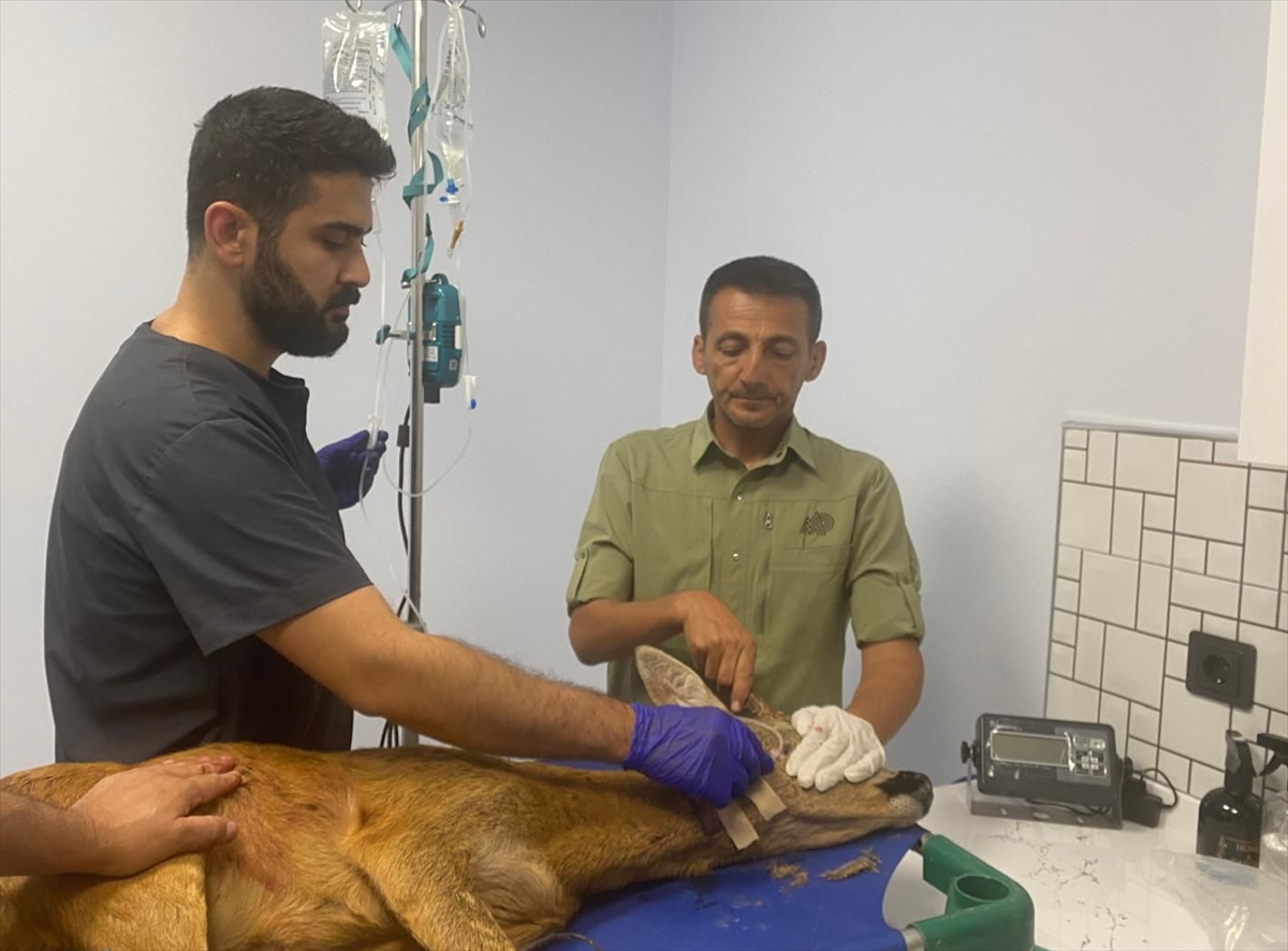 Tokat'ta aracın çarptığı yaralı karaca tedavi altına alındı