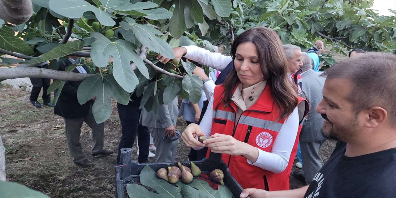 Samsun'un Tekkeköy ilçesinde mor patlıcan incirinin hasadına başlandı.