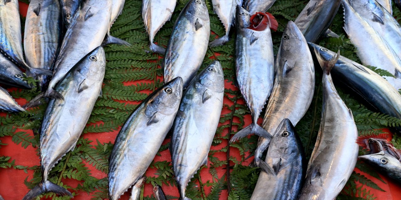 Edirne'de av sezonunun başlamasının ardından balıkçı tezgahları palamutla doldu.