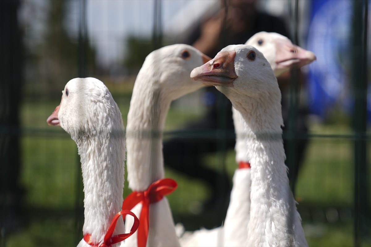 "Kars-Ardahan-Iğdır Lezzetleri ve Kültür Festivali"nin açılışı yapıldı