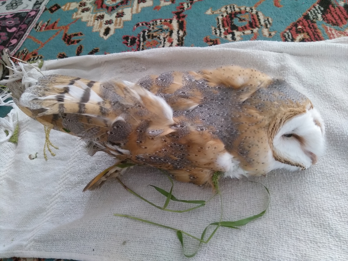 Amasya'da yaralı bulunan peçeli baykuş tedaviye alındı