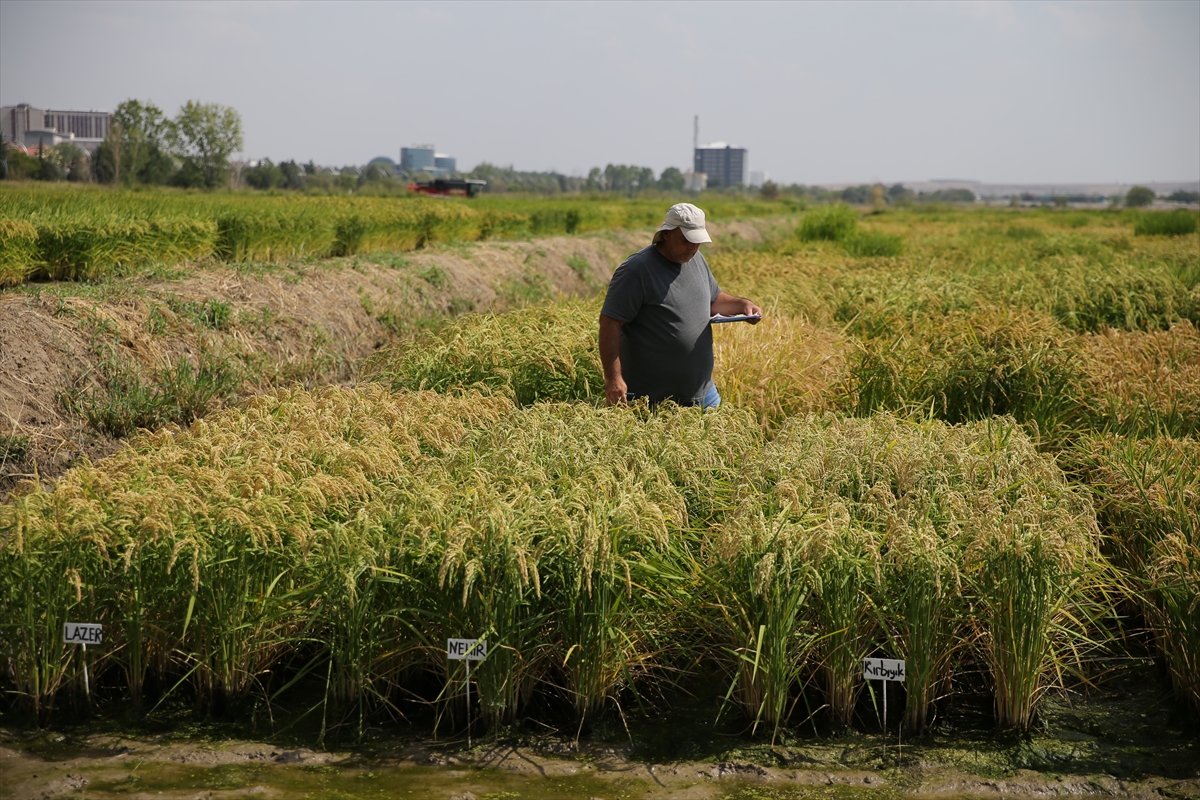 Edirne'de yüksek verimli ve hastalıklara dayanıklı 3 çeltik çeşidi geliştirildi
