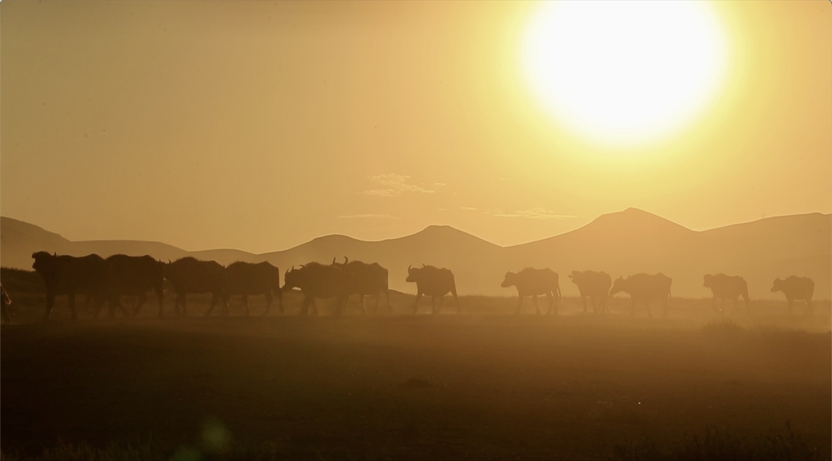 Erciyes'in eteklerinde yayılan mandaların sayısı devlet desteğiyle arttı