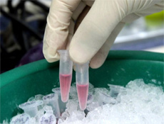 Domuz gribinden mi öldü?